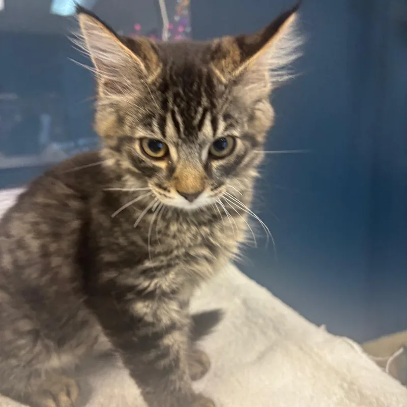 A baby small-sized male Brown / Chocolate Domestic Short Hair cat named Damon for adoption in Newark, NJ