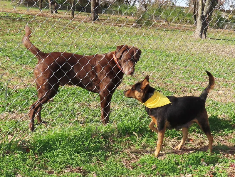 Siggy Ca thumbnail 3