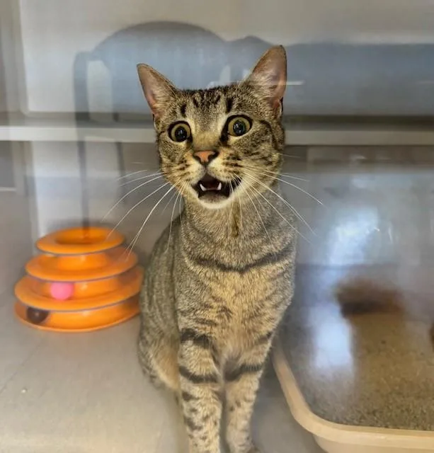 An adult small-sized female Domestic Short Hair cat named Tannis for adoption in Fairfield, CA