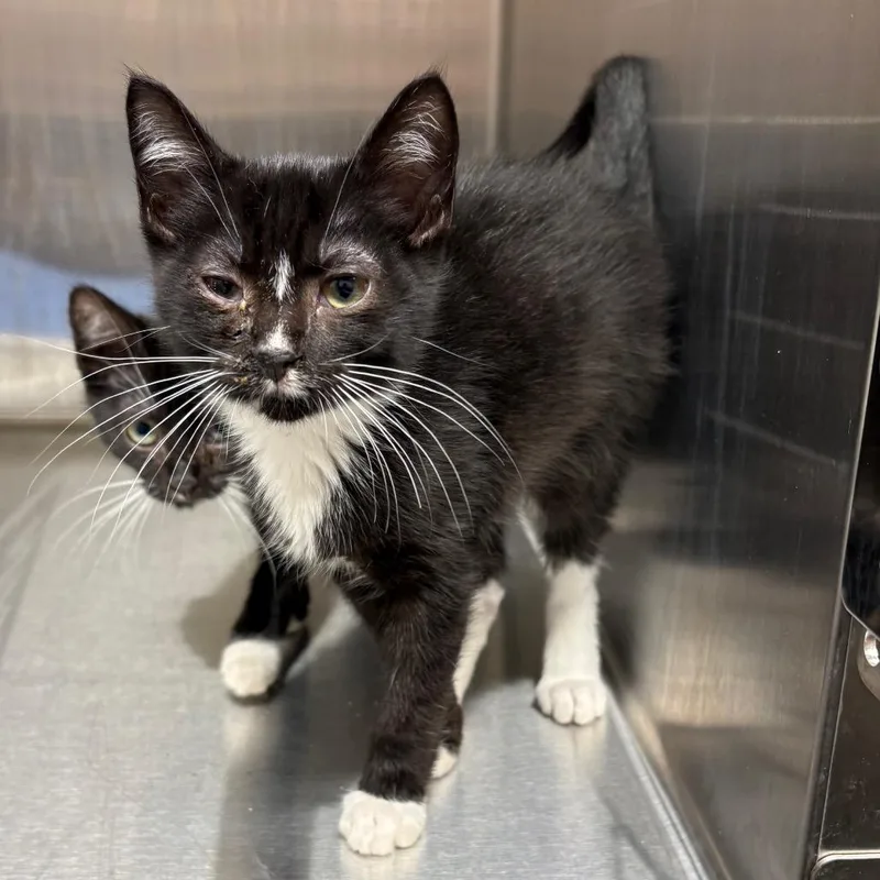 A baby small-sized male Domestic Short Hair cat named Guac for adoption in Morganton, NC