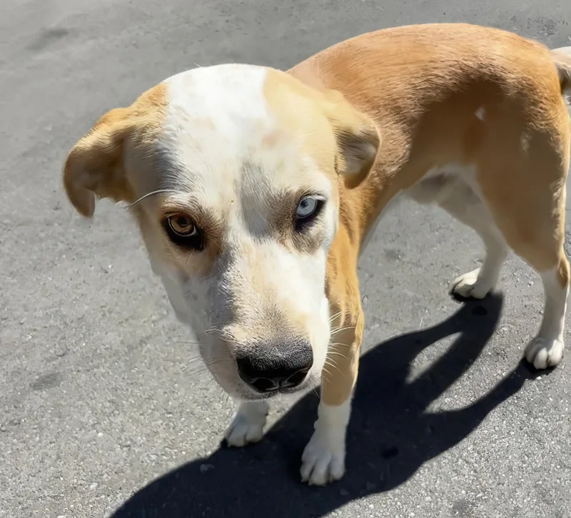 A young medium-sized male Yellow / Tan / Blond / Fawn Mixed Breed dog named Asiago for adoption in Nashville, TN