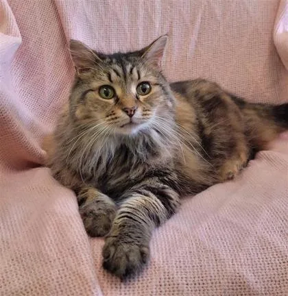 An adult small-sized female Domestic Long Hair cat named Granny for adoption in Largo, FL