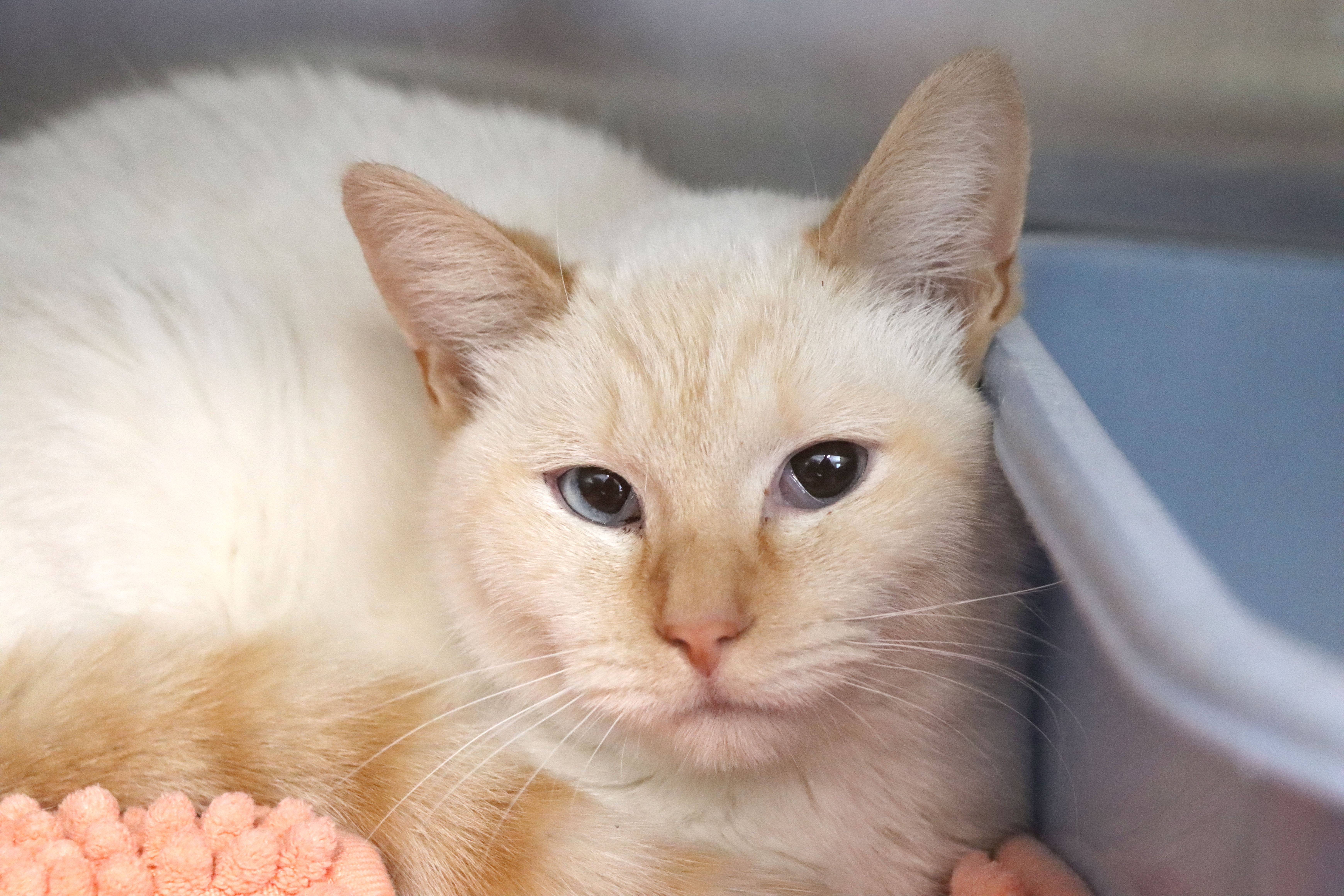 An adult medium-sized female Flame Point Domestic Short Hair cat named Queso for adoption in House Springs, MO