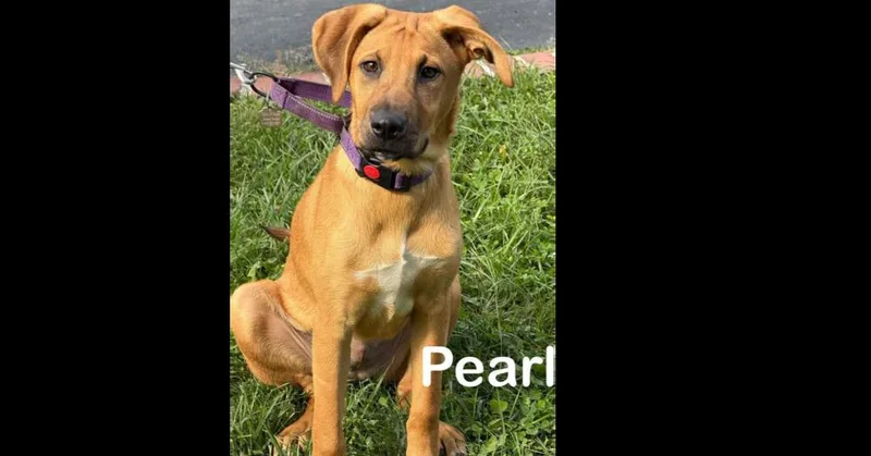 A baby medium-sized female Hound dog named Pearl for adoption in harrison city, PA