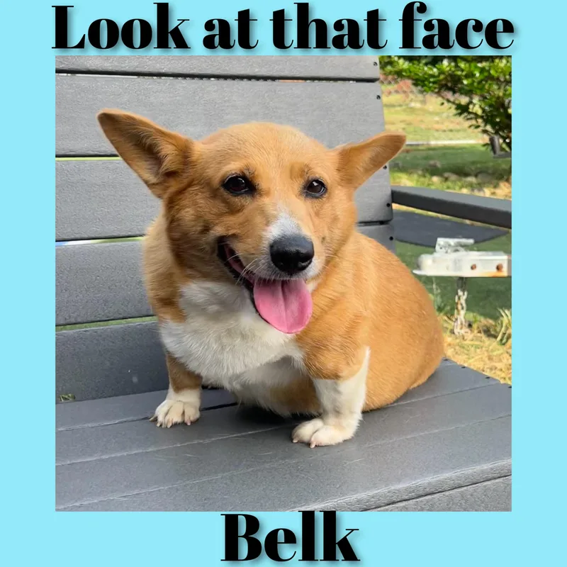 Belk