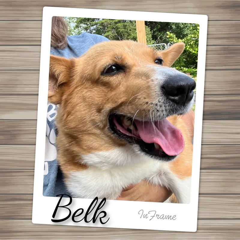 Belk thumbnail 2