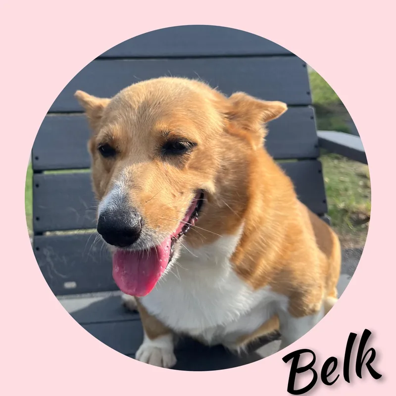 Belk thumbnail 3