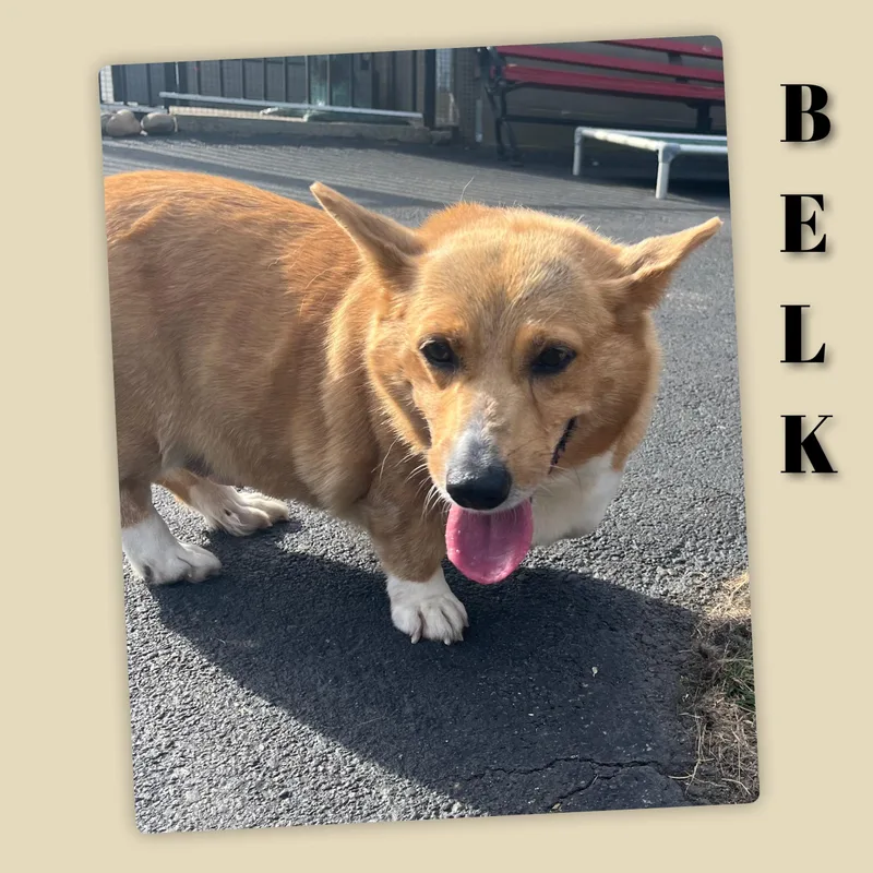 Belk thumbnail 4