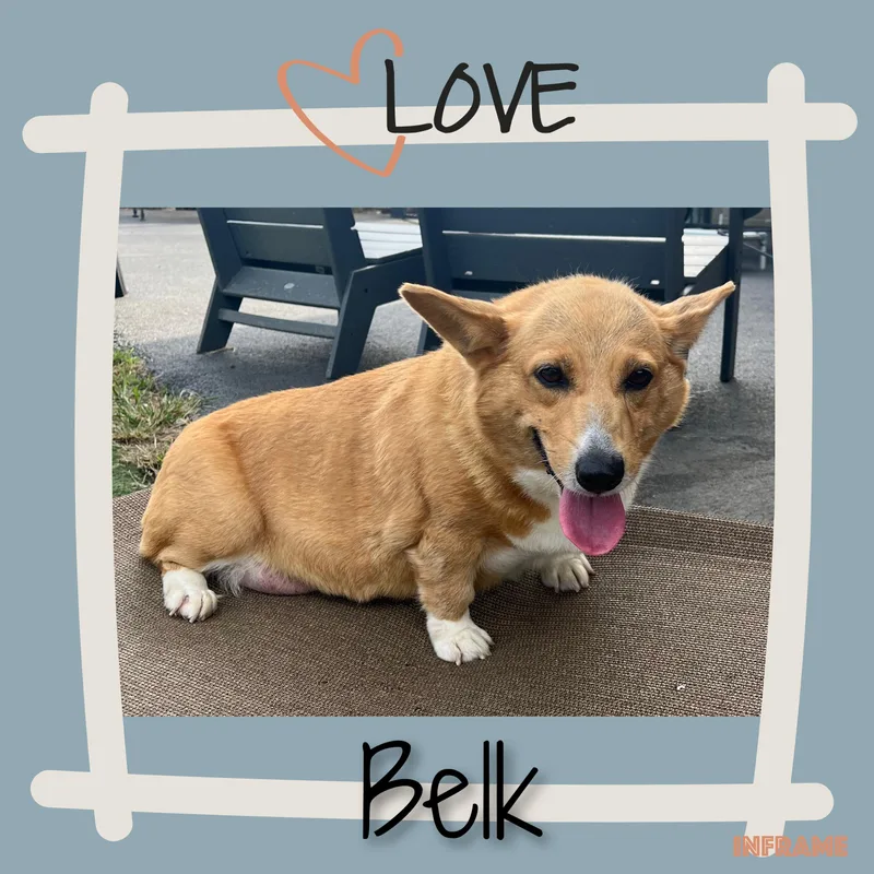 Belk thumbnail 5