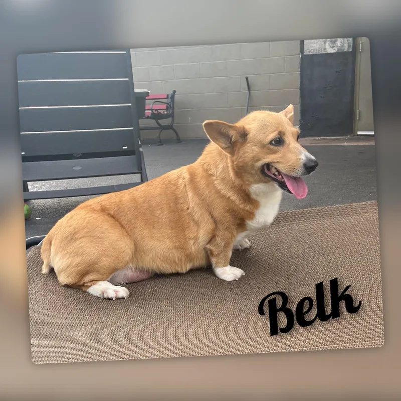 Belk thumbnail 6