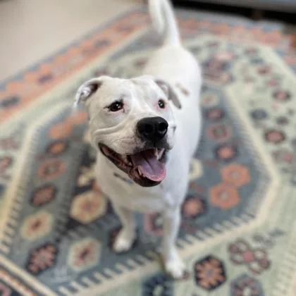 Stella