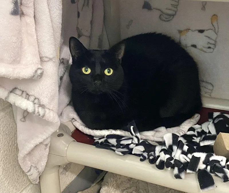 An adult small-sized female Black Domestic Short Hair cat named Shadow for adoption in Alexandria, VA
