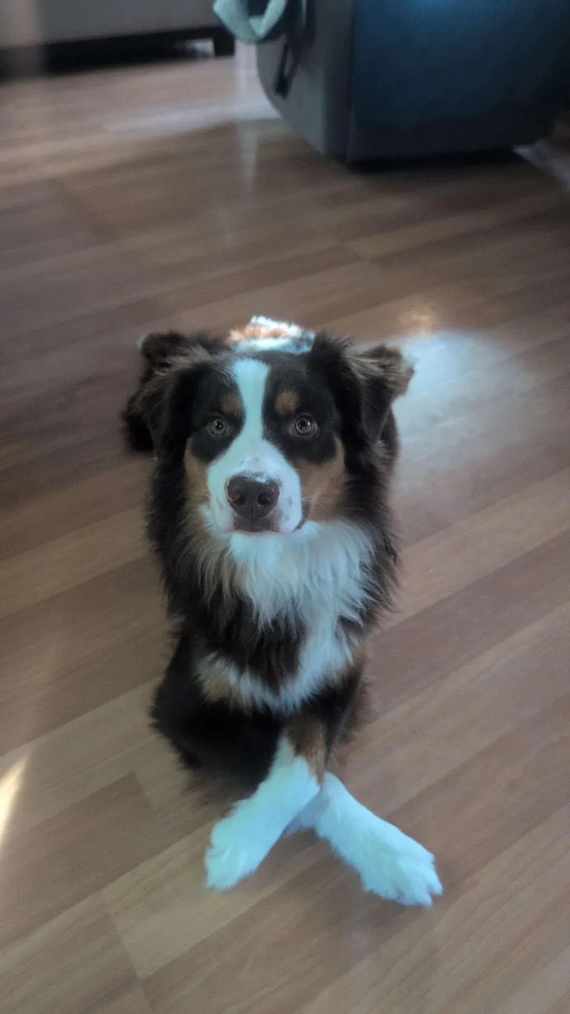A young medium-sized male Australian Shepherd dog named Chase for adoption