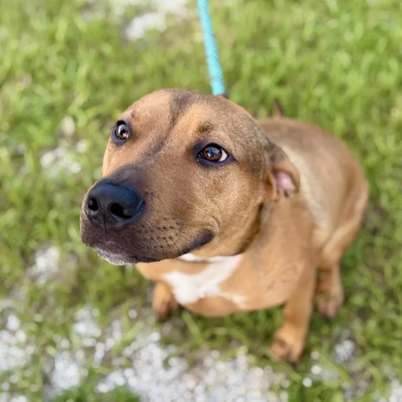A young small-sized male Mixed Breed dog named Oakley AKA Scooby for adoption in LOXAHATCHEE, FL
