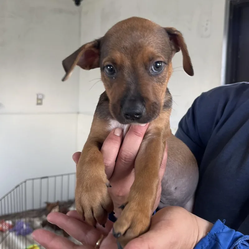 Oakley AKA Scooby thumbnail 2