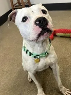 A young medium-sized male White / Cream Pit Bull Terrier dog named Calvin for adoption in Cleveland, OH