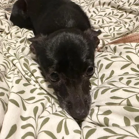 A young small-sized female Black Chihuahua dog named Nena for adoption in Fairfax Station, VA