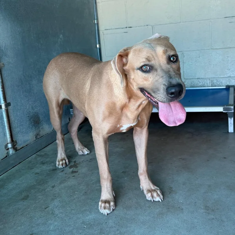 An adult medium-sized female Pit Bull Terrier dog named Shanina for adoption in Edinburg, TX