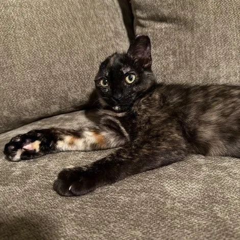 A baby small-sized female Tortoiseshell Domestic Short Hair cat named Jade for adoption in Pleasant Hill, CA