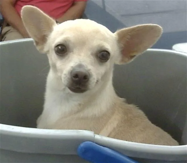 An adult small-sized female Mixed Breed dog named Gabby for adoption in Dallas, TX
