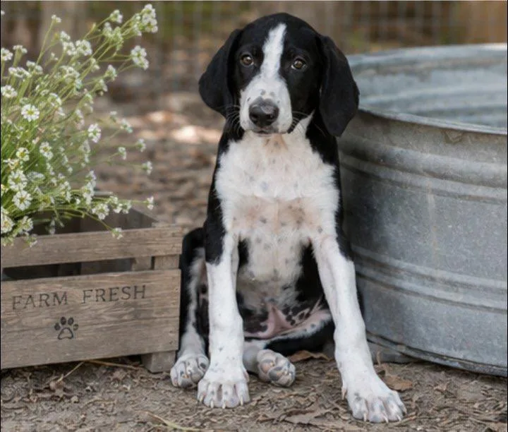 A baby medium-sized female Black Treeing Walker Coonhound dog named Loretta for adoption in Batesville, AR