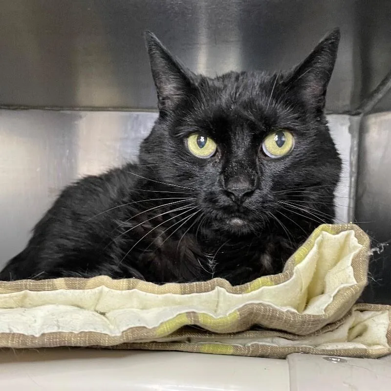 A senior medium-sized male Domestic Medium Hair cat named Shadow for adoption in Roanoke, VA