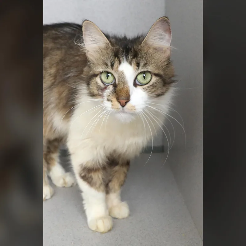 A young medium-sized female Tabby (Brown / Chocolate) Domestic Long Hair cat named Hazel for adoption in Lambertville, NJ