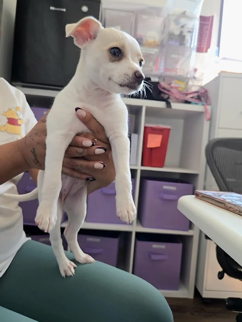 A baby small-sized female Chihuahua dog named Fenty for adoption in West Hollywood, CA