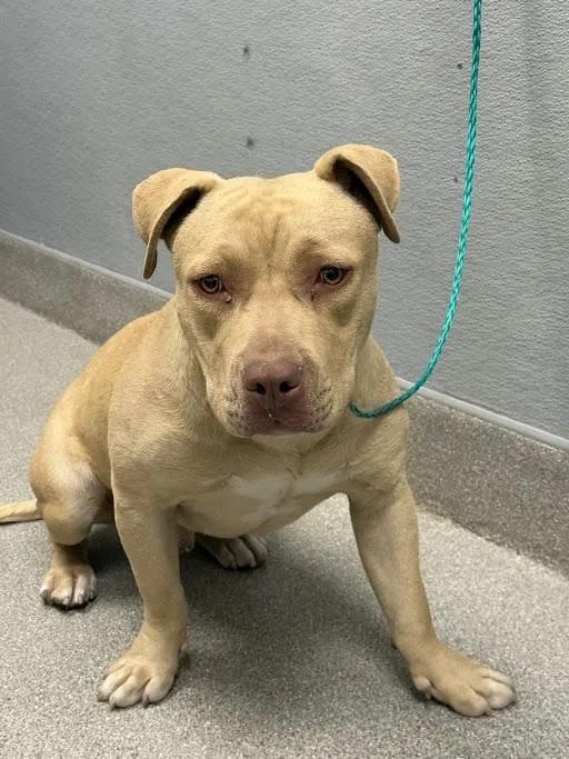 A young medium-sized male Pit Bull Terrier dog named Charlie Brown for adoption in Las Vegas, NV