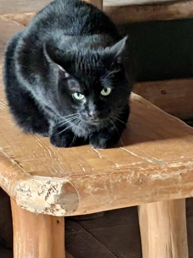 A baby small-sized male Black Domestic Short Hair cat named Tappy for adoption in Forest Lake, MN