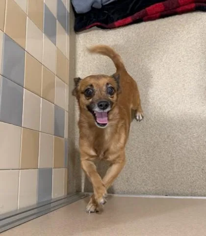 An adult small-sized male Mixed Breed dog named Percy for adoption in Longmont, CO