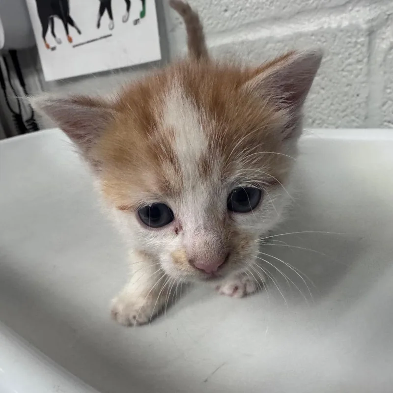 A baby small-sized female Domestic Short Hair cat named Ooh for adoption in Birdsboro, PA