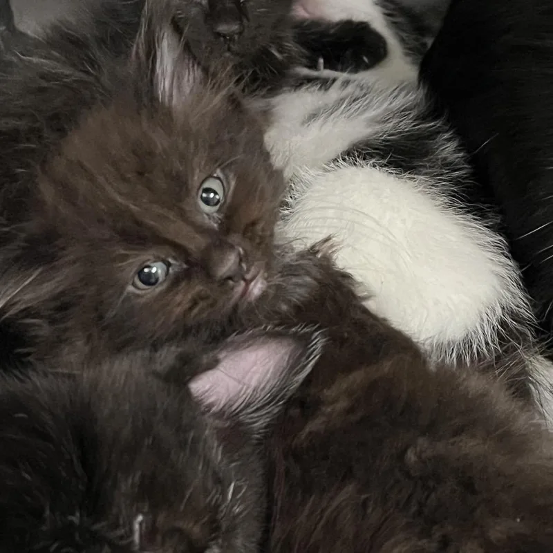 A baby small-sized male Black Domestic Long Hair cat named Doc for adoption in Charleston, WV