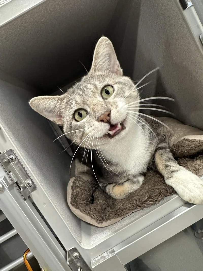 An adult medium-sized male Domestic Short Hair cat named Curry for adoption in Webster City, IA