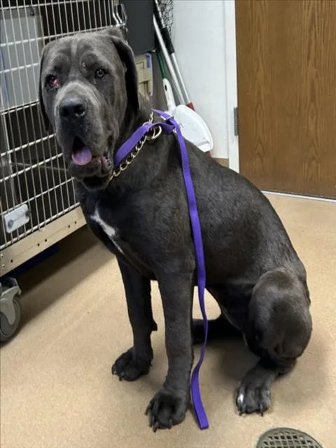 A young large-sized female Cane Corso dog named Xena for adoption in Norco, CA