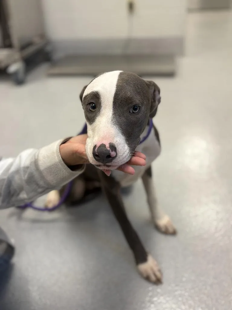 A baby medium-sized female Pit Bull Terrier dog named Petra for adoption in Chillicothe, OH