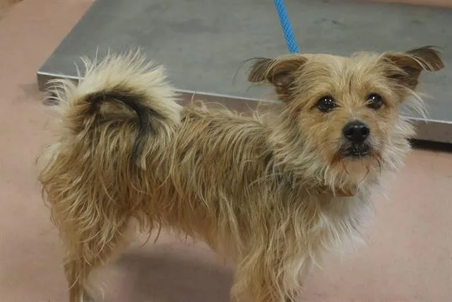 A young small-sized male Mixed Breed dog named Biscuit for adoption in Columbia, SC