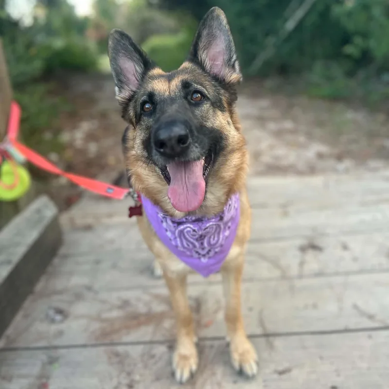 An adult large-sized female German Shepherd Dog dog named Mojo for adoption in Houston, TX