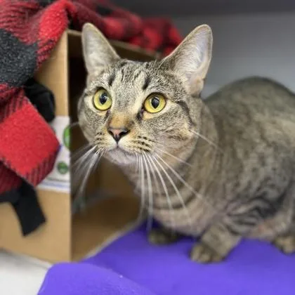 An adult small-sized female Brown / Chocolate Domestic Short Hair cat named Kota for adoption in Atlanta, GA