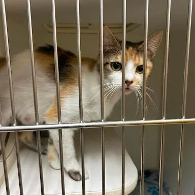 A young medium-sized female American Shorthair cat named Pocohontas for adoption in Danbury, CT