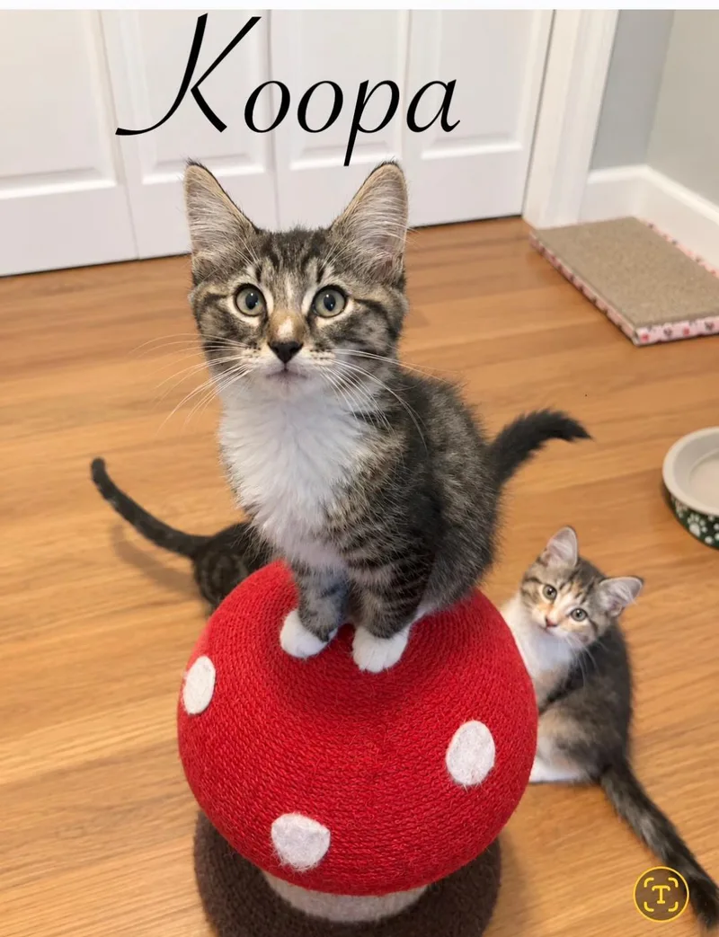 A baby medium-sized male Domestic Short Hair cat named Koopa for adoption in Naugatuck, CT