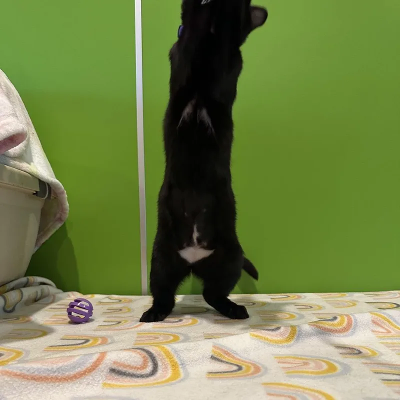 Moona Lisa thumbnail 3