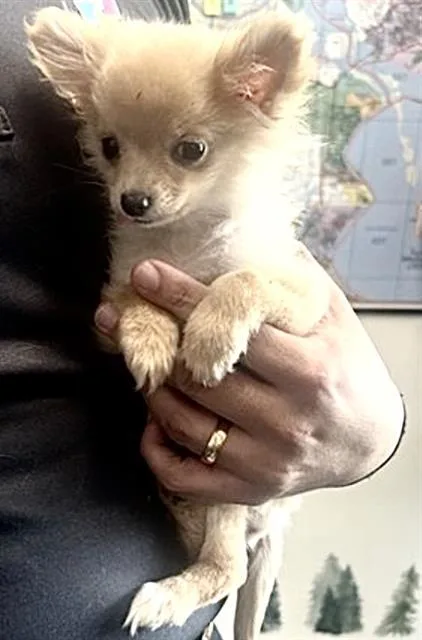 A baby small-sized female Chihuahua dog named Abba for adoption in Houston, TX