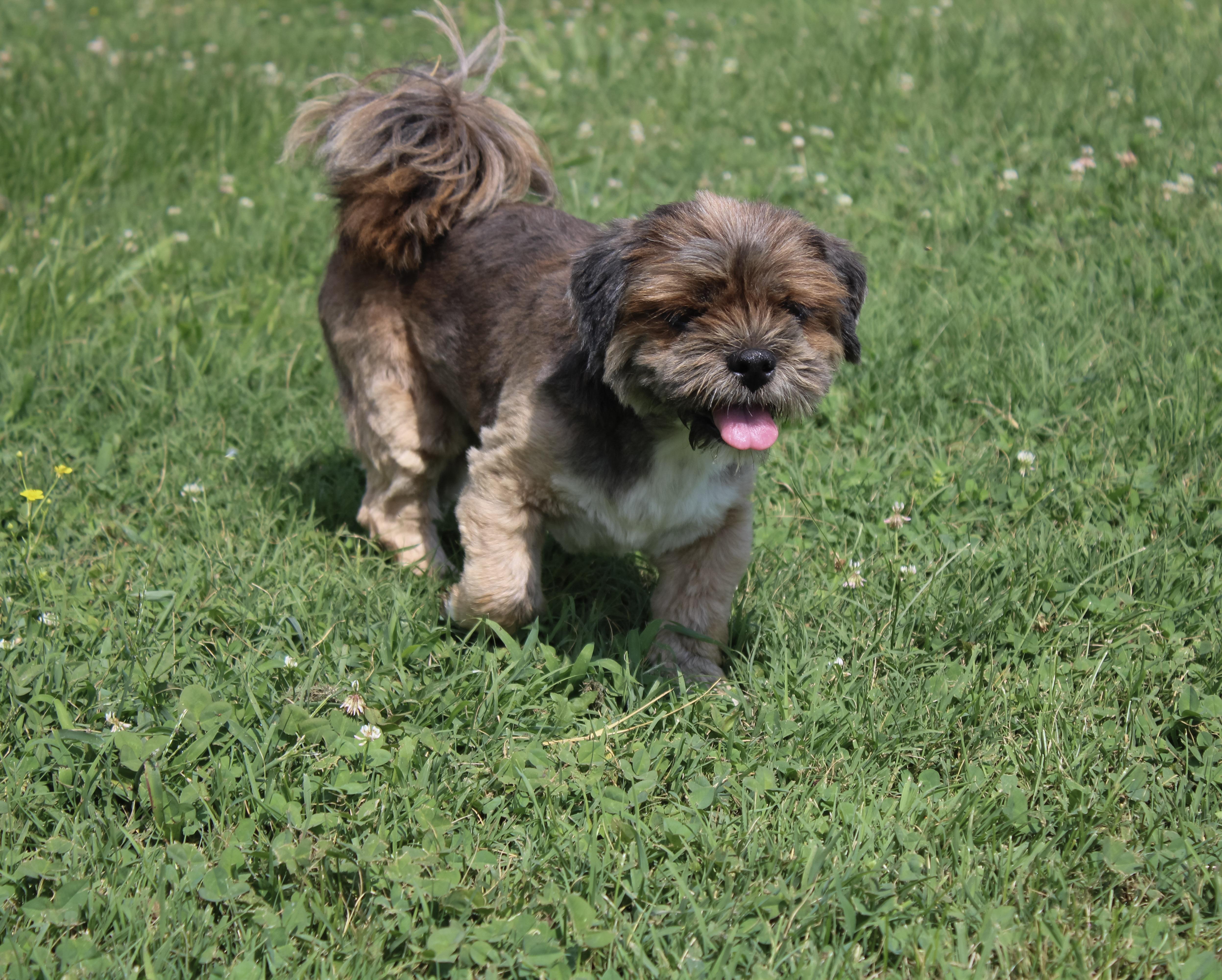 An adult small-sized female Bicolor Lhasa Apso dog named Chancey for adoption in Neosho, MO