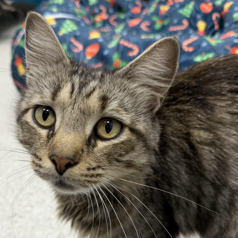 A young medium-sized female Domestic Long Hair cat named Nala for adoption in Cooperstown, NY