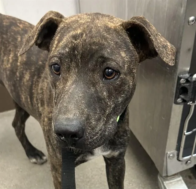A young small-sized male Pit Bull Terrier dog named Charley for adoption in Tucson, AZ