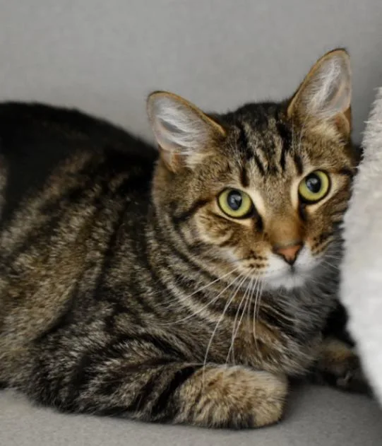 An adult medium-sized male Tabby (Brown / Chocolate) Domestic Short Hair cat named Luffy for adoption in Marietta, GA