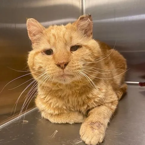 An adult large-sized male Orange / Red Tabby cat named Calvin for adoption in Plain City, OH