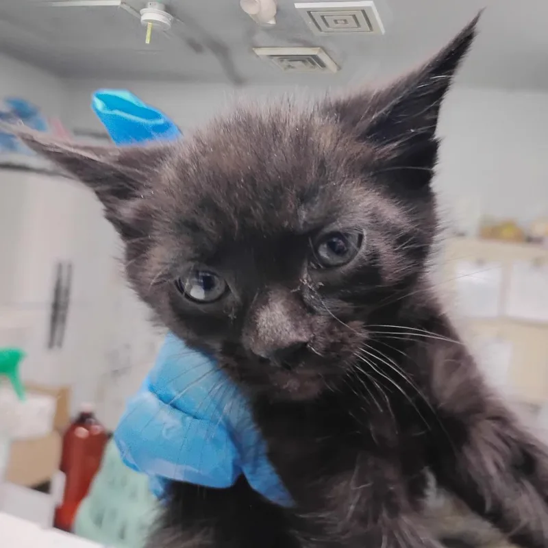 A baby small-sized male Black Domestic Short Hair cat named Crocs for adoption in Summerville, SC