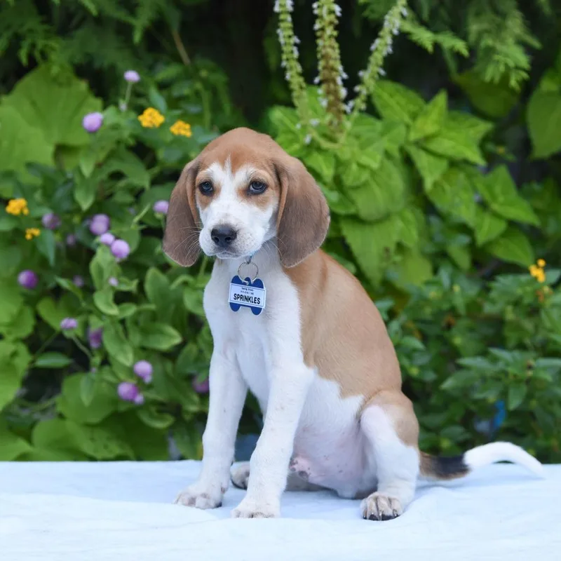 A baby small-sized male Hound dog named Sprinkles for adoption in Wake Forest, NC